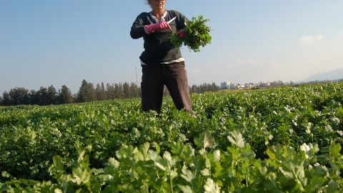 Ocupación en Colima: Trabajadores en el Cultivo de Frutales Encabezan las Cifras